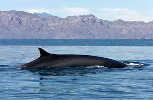Physalus: Fin Whale - appearing above water