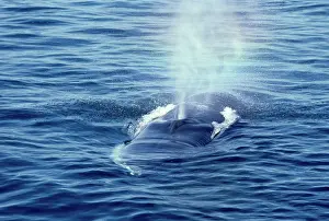 Blowhole: FIN WHALE - BLOWHOLE
