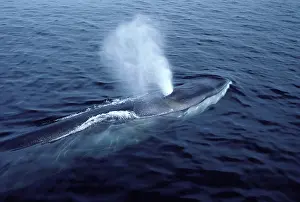 Spouting: FIN WHALE - blowing