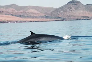 Breaking: Fin WHALE - back breaking surface of water