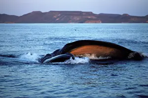Sardine: Fin whale - Feeding on a school of sardine larvae