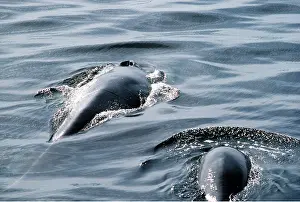 Surfacing: FIN WHALE - Mother & calf