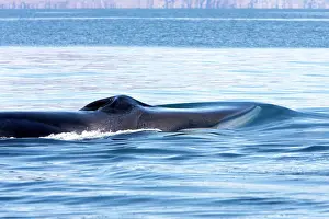 Note: Fin Whale - note characteristic white color of