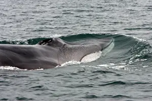 Note: Fin whale - Note characteristic white color of
