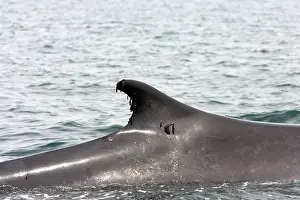 Alongside: Fin Whale - the organisms attached to the dorsal