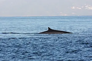 Gibraltar: Fin Whale in the strait of Gibraltar