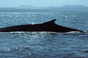 Physalus: Fin whale - at surface