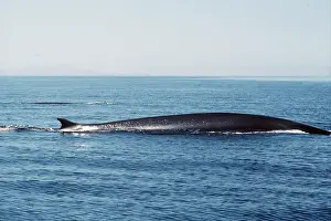 Fins: FIN WHALE - on surface of water