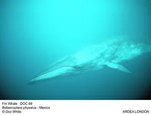 Physalus: Fin Whale - underwater