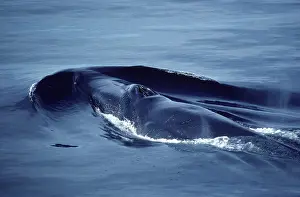 Physalus: Fin Whale at water surface