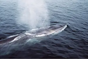 Spray: FIN WHALE - on water surface, blowing