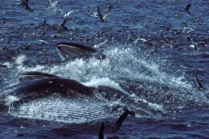 Herrings: Fin whale - Two whales feeding on a school of herring