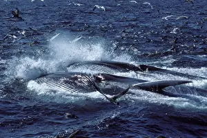 Herrings: Fin whale - Two whales feeding on a school of herring