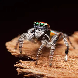 Volans: after his final moult -