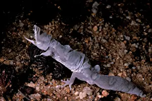 Pulcher: Fine-faced / Beautiful gecko - shedding skin