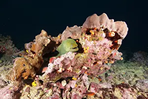 Morays: Fine spotted moray, Gymnothorax dovi, Malpelo Island, Nation
