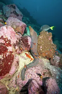 Morays: Fine spotted moray, Gymnothorax dovi, Malpelo Island, Nation