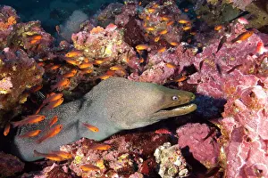 Morays: Fine spotted moray, Gymnothorax dovi, Malpelo Island, Nation