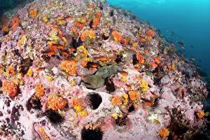 Morays: Fine spotted moray, Gymnothorax dovi, Malpelo Island, Nation