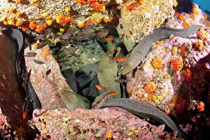 Shoals: Fine spotted moray, Gymnothorax dovi together in a den, Malp