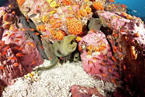 Shoals: Fine spotted moray, Gymnothorax dovi together in a den, Malp