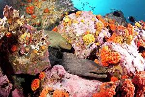 Shoals: Fine spotted moray, Gymnothorax dovi together in a den, Malp