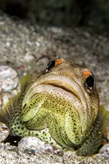 Lea Lee: Finespotted Jawfish
