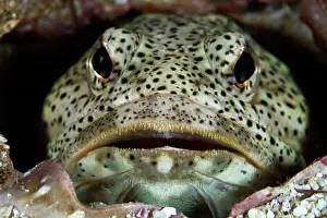 Lea Lee: Finespotted Jawfish