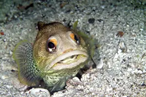 Lea Lee: Finespotted Jawfish