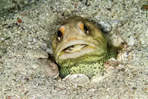Lea Lee: Finespotted Jawfish - eating Scallop