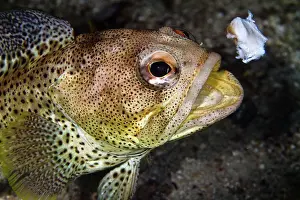 Finespotted Jawfish - eating Scallop