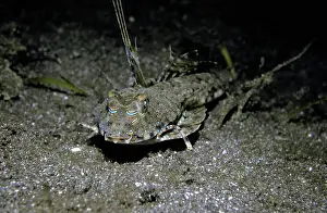 Dragonet: Fingered Dragonet - Male