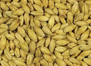 Vulgare: Finished Barley malt