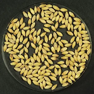 Process: Finished malted barley