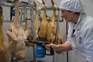 Cleaned: Finishing the plumage of ducks