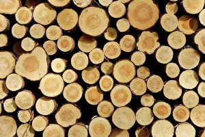 Logging: Finland - cut ends of tree trunks