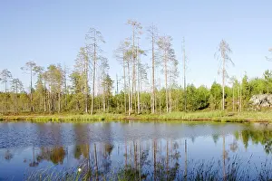 Scaninavia: Finland - Forest