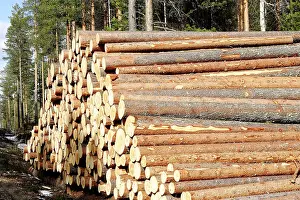 Logging: Finland - forest with pile of cut tree trunks
