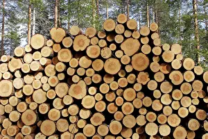 Logging: Finland - forest with pile of cut tree trunks