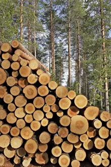 Logging: Finland - forest with pile of cut tree trunks