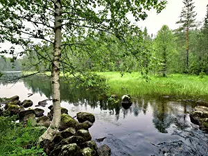 Birch: Finland, Kainuu, Hossa National Park. Along Karhunkierros