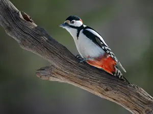 Woodpecker: Finland, Oulanka. Great spotted woodpecker during winter