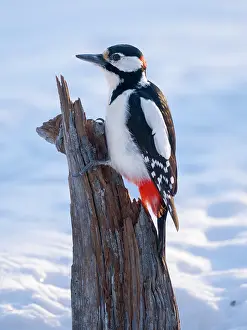Woodpecker: Finland, Oulanka. Great spotted woodpecker during winter