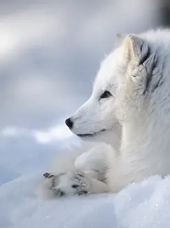 Lapland: Finland, Ranua Wildlife Park. Dhole, Arctic fox in white