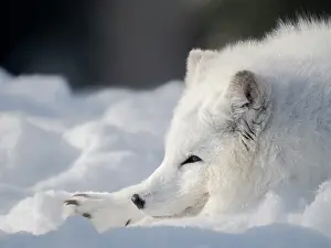 Relaxed: Finland, Ranua Wildlife Park. Dhole, Arctic fox in white