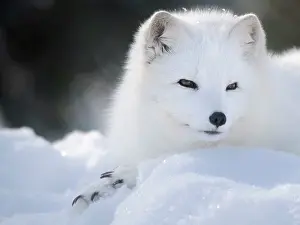 Relaxed: Finland, Ranua Wildlife Park. Dhole, Arctic fox in white