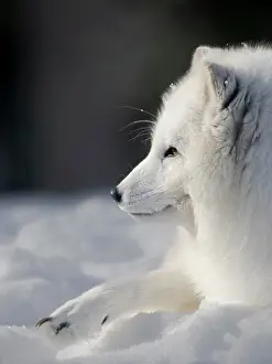 Lapland: Finland, Ranua Wildlife Park. Dhole, Arctic fox in white