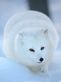 Lapland: Finland, Ranua Wildlife Park. Dhole, Arctic fox in white