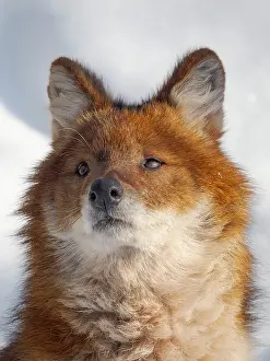 Lapland: Finland, Ranua Wildlife Park. Dhole, Asian wild dog during