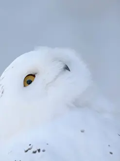 Lapland: Finland, Ranua Wildlife Park. Snowy owl during winter
